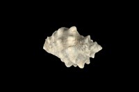 藏品(大岩螺)的圖片